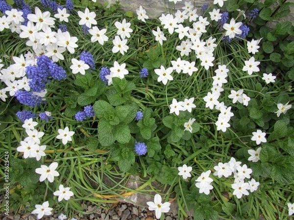 Obraz ハナニラとムスカリの花