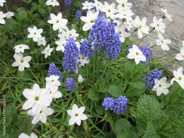 Obraz ハナニラとムスカリの花