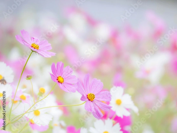 Fototapeta 秋を彩るコスモスの花畑。かわいいピンクのコスモス。自然風景。横構図