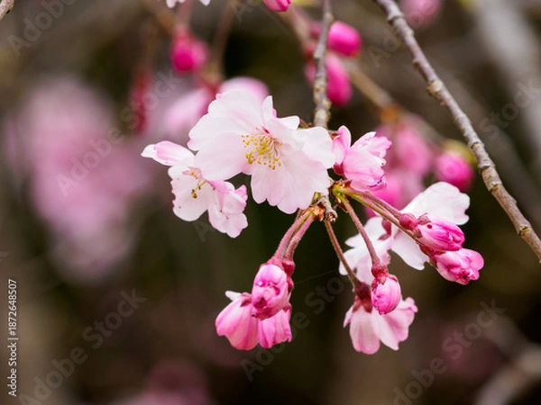 Obraz 春の訪れを少し早く感じるシダレザクラ