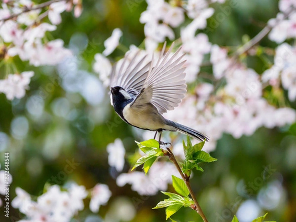 Obraz 桜とシジュウカラ