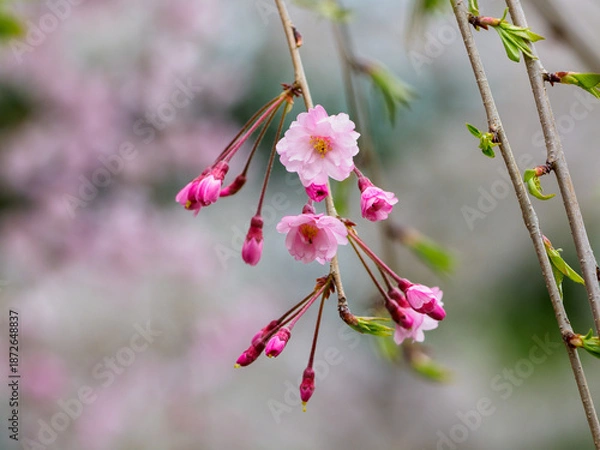 Obraz 春の訪れを少し早く感じるシダレザクラ