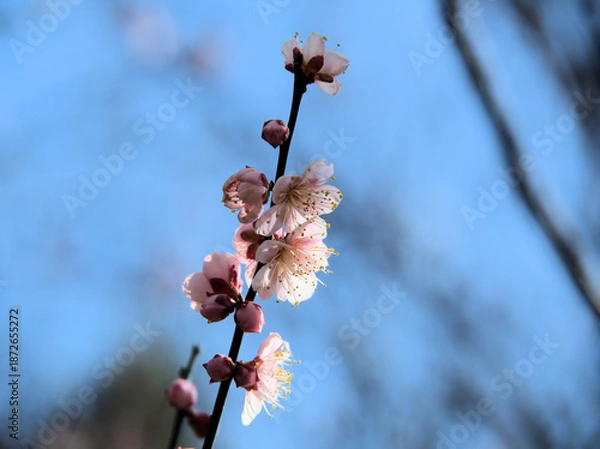 Obraz 晴れた1月に咲いた紅梅「紅冬至（コウトウジ）」