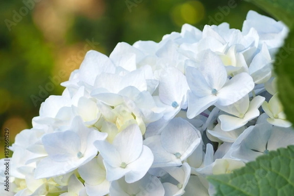 Obraz 植物　自然　花　夕方