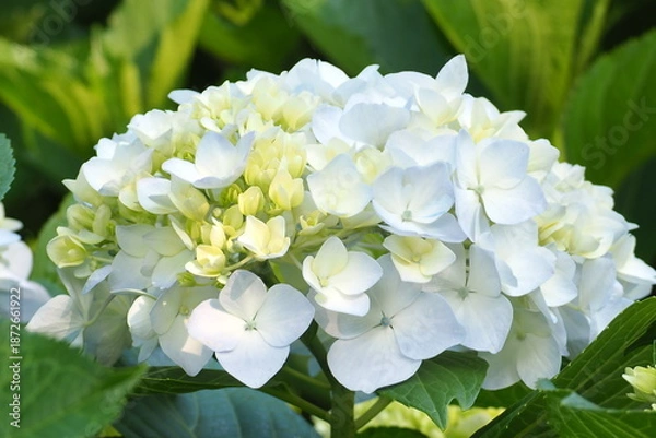 Obraz 植物　自然　花　夕方