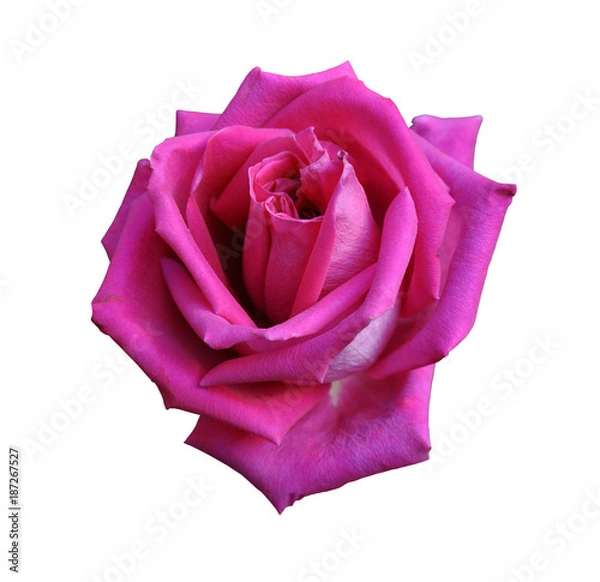 Obraz Red rose close-up isolated on white background, large flower