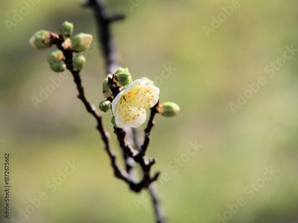 Obraz 1月に美しく咲いた白い梅の花「月影（ツキカゲ）」