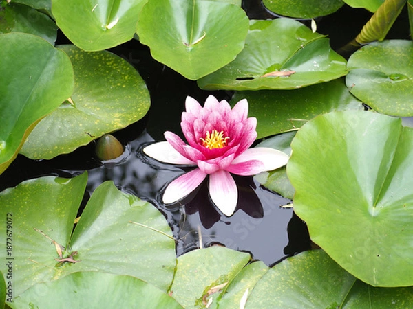 Obraz 植物　花　公園　散策　観光