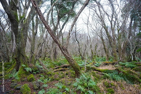 Obraz old wild forest in winter
