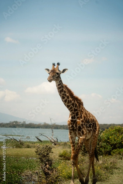 Obraz 野生動物が歩くクレセント・アイランド ナイバシャ湖の自然とサファリ風景