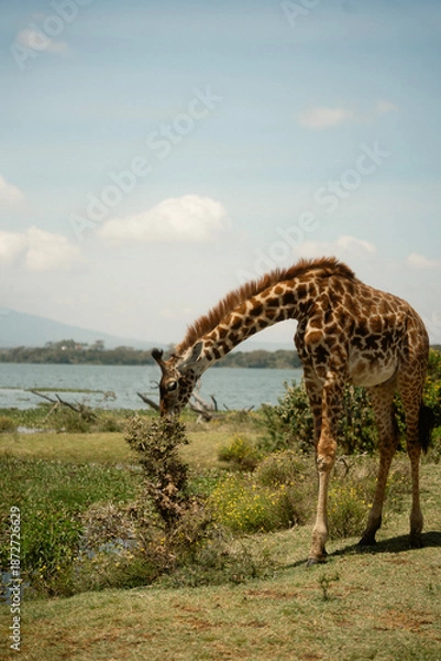 Obraz 野生動物が歩くクレセント・アイランド ナイバシャ湖の自然とサファリ風景