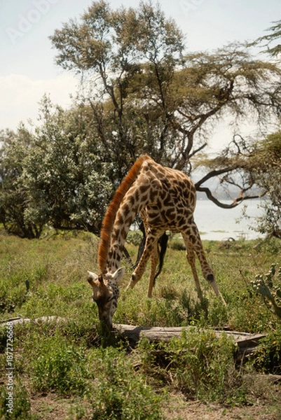 Obraz 野生動物が歩くクレセント・アイランド ナイバシャ湖の自然とサファリ風景