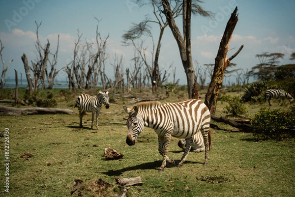 Obraz 野生動物が歩くクレセント・アイランド ナイバシャ湖の自然とサファリ風景