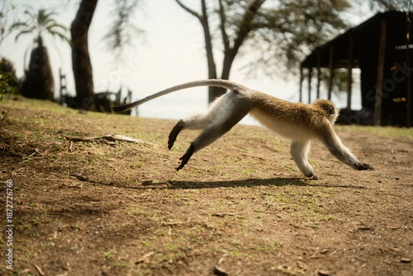 Obraz 野生動物が歩くクレセント・アイランド ナイバシャ湖の自然とサファリ風景