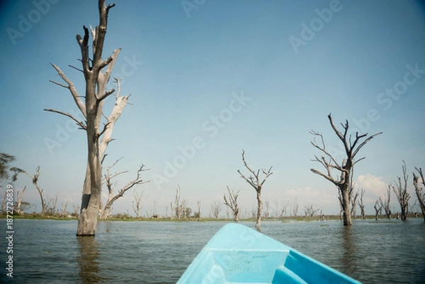 Obraz 野生動物が歩くクレセント・アイランド ナイバシャ湖の自然とサファリ風景