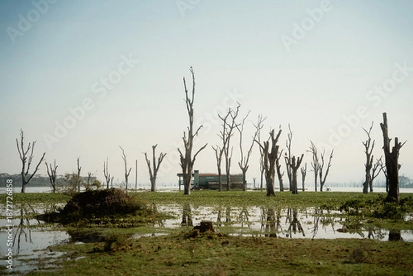 Obraz 野生動物が歩くクレセント・アイランド ナイバシャ湖の自然とサファリ風景