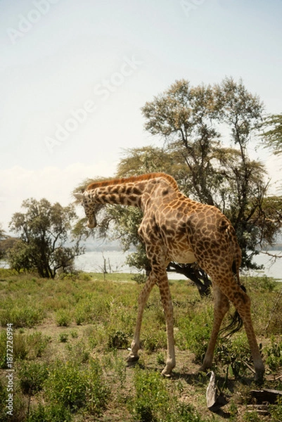 Obraz 野生動物が歩くクレセント・アイランド ナイバシャ湖の自然とサファリ風景