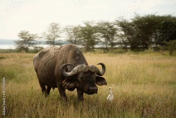 Obraz フラミンゴで知られるレイク・ナクル国立公園 ケニアの自然保護区