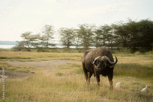 Obraz フラミンゴで知られるレイク・ナクル国立公園 ケニアの自然保護区