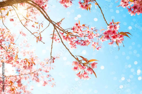 Fototapeta Beautiful sakura flower (cherry blossom) in spring. sakura tree flower on blue sky with blur light bokeh.