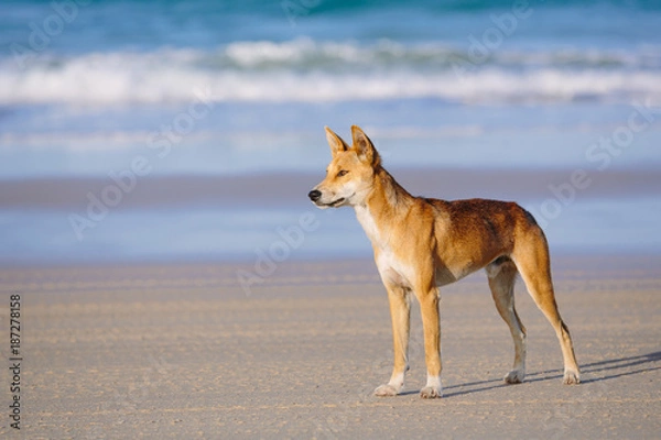 Obraz Dingo on the beach in Great Sandy National Park, Fraser Island Waddy Point, QLD, Australia