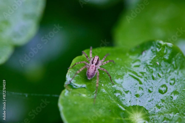 Obraz Spider on a wet leaf