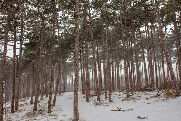 Obraz forest covered with snow 