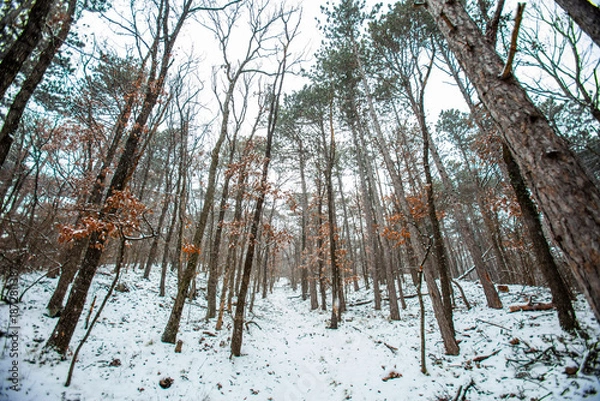 Obraz forest covered with snow 