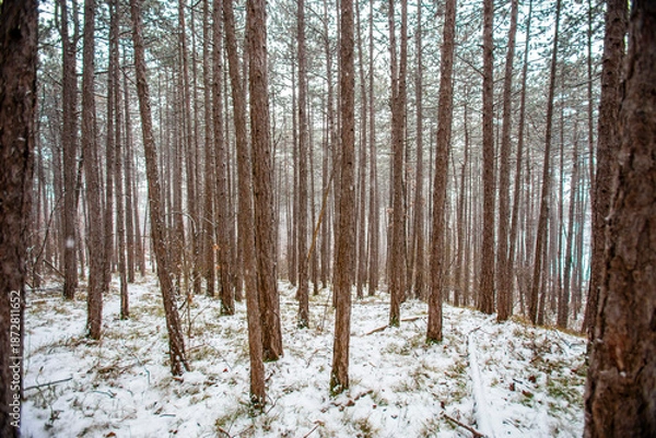 Obraz forest covered with snow 