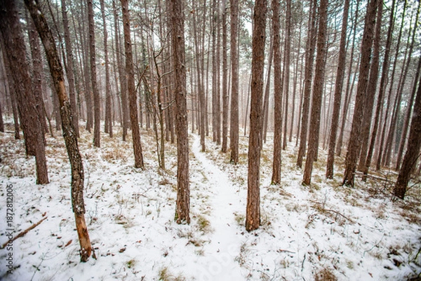 Obraz forest covered with snow 