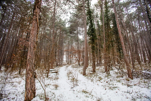 Obraz snow covered winter forest