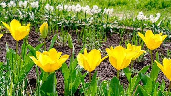 Obraz チューリップの花