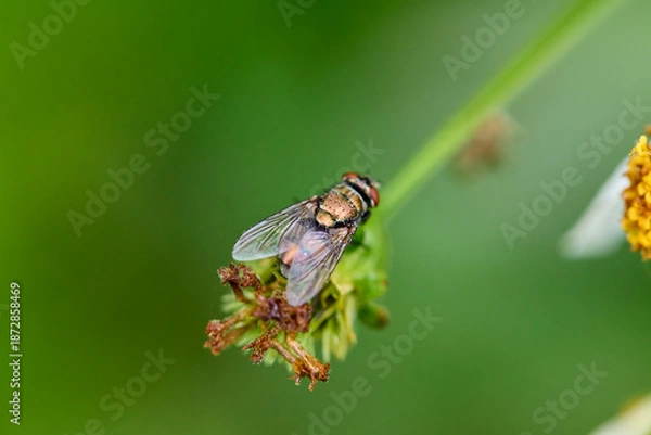 Obraz Fly on flower