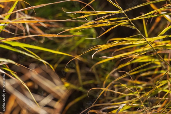 Obraz 冬の川で草が日差しで輝く19