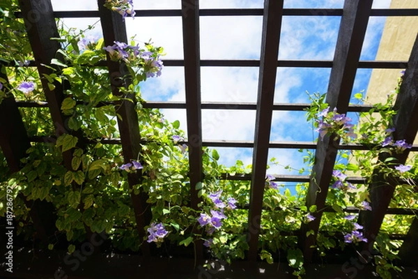 Obraz Trellis with purple flowers and clear blue sky