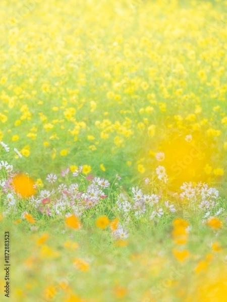 Fototapeta 秋の公園や花壇を彩る色とりどりのコスモスのある風景。背景。自然風景素材。縦構図。コピースペース