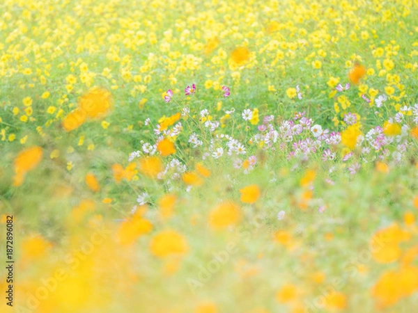 Fototapeta 秋の公園や花壇を彩る色とりどりのコスモスのある風景。背景。自然風景素材。横構図