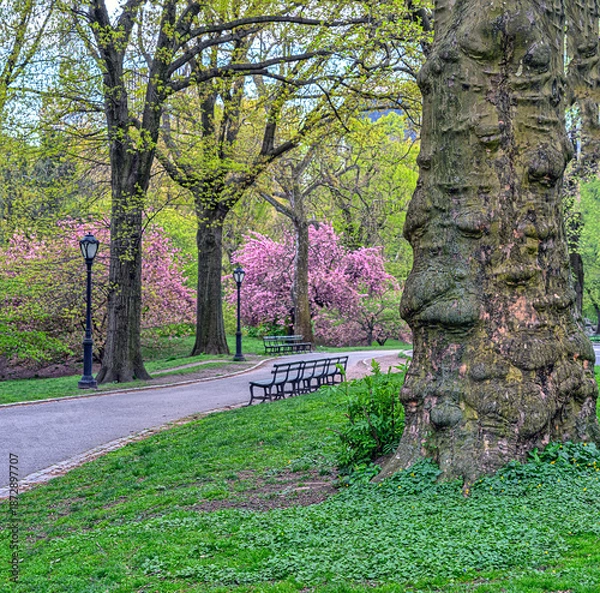 Obraz Central Park in spring, flowering cherry trees