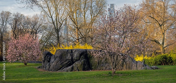 Obraz Central Park in spring, flowering cherry trees