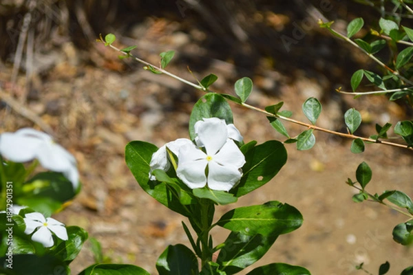 Obraz white periwinkle in the garden