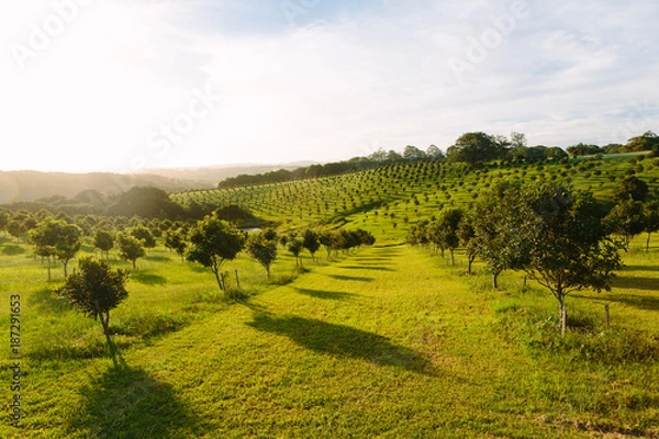 Obraz Macadamia orchard  at Byron Bay, Bangalow, NSW, Australia