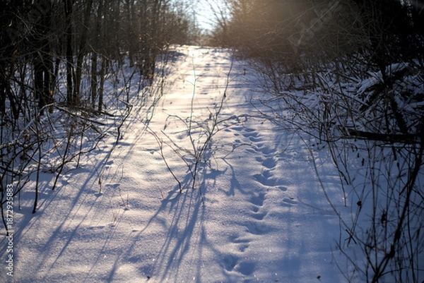 Obraz A typical Ukrainian winter scene