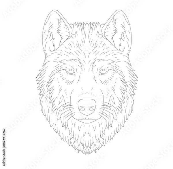 Obraz wolf head vector illustration