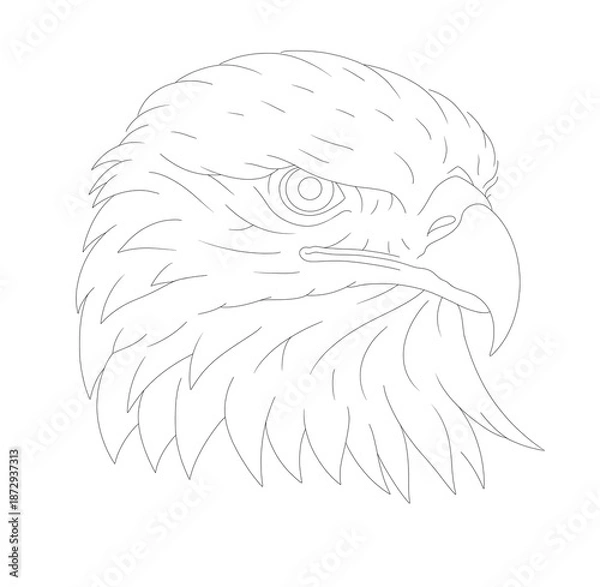Obraz sketch of eagle