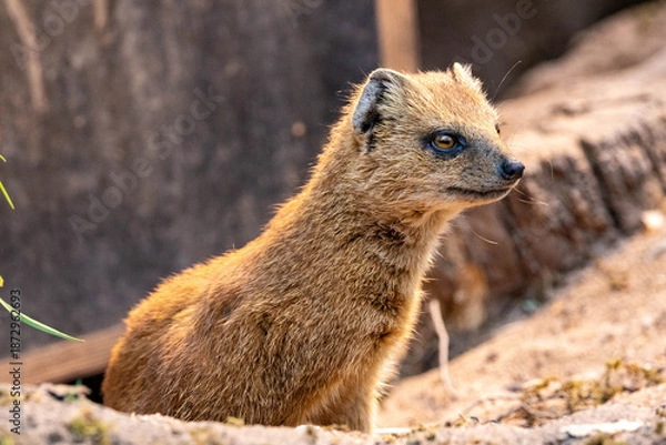 Obraz Fuchsmanguste 11