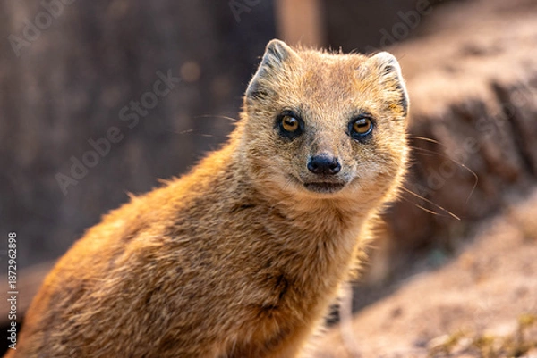 Obraz Fuchsmanguste 5