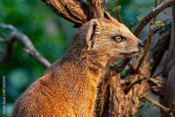 Obraz Fuchsmanguste 2