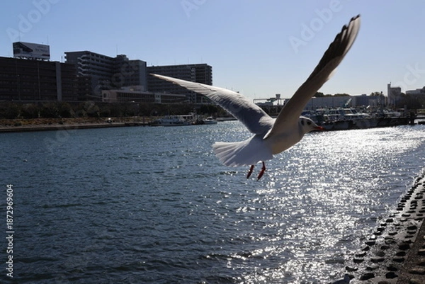Obraz Black-headed gull flapping their wings
