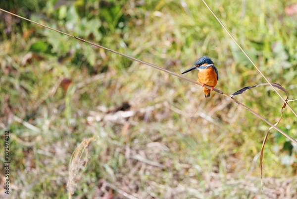 Obraz 川を泳ぐ魚を狙うカワセミ