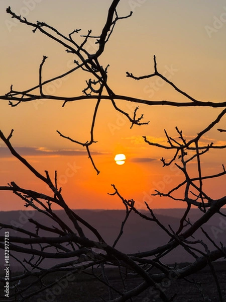 Obraz Bare tree branches silhouetting vibrant sunset sky